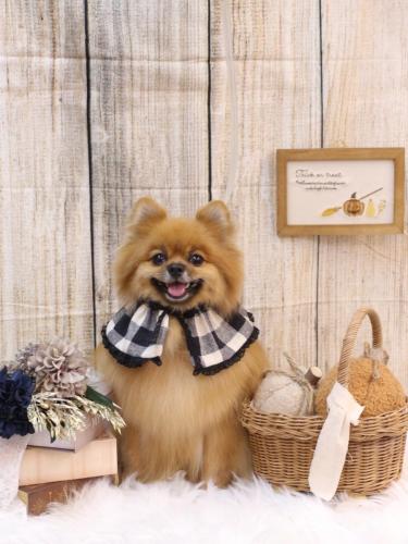 20241008ルルちゃん